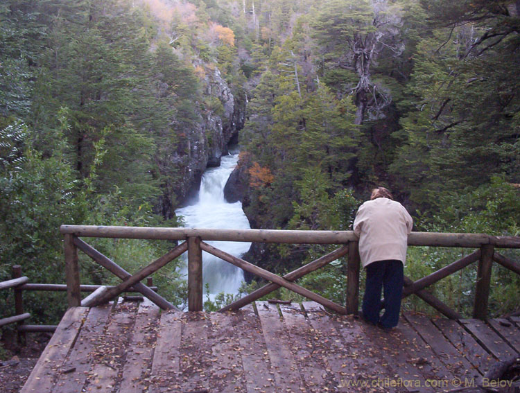 An image of a woman looking at the waterfall of the Siete Tasas (Radal), Chile.